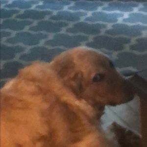 Meet your Posher, Destiny